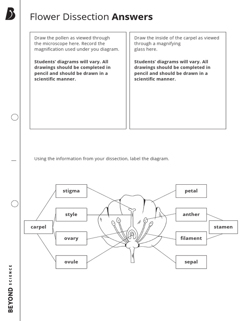 Flower Dissection Worksheet Answers | PDF