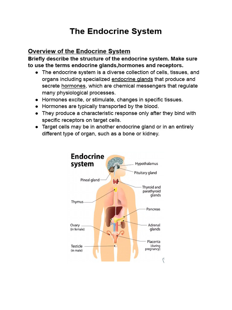 Overview of the Endocrine System | PDF | Adrenal Gland | Endocrine System