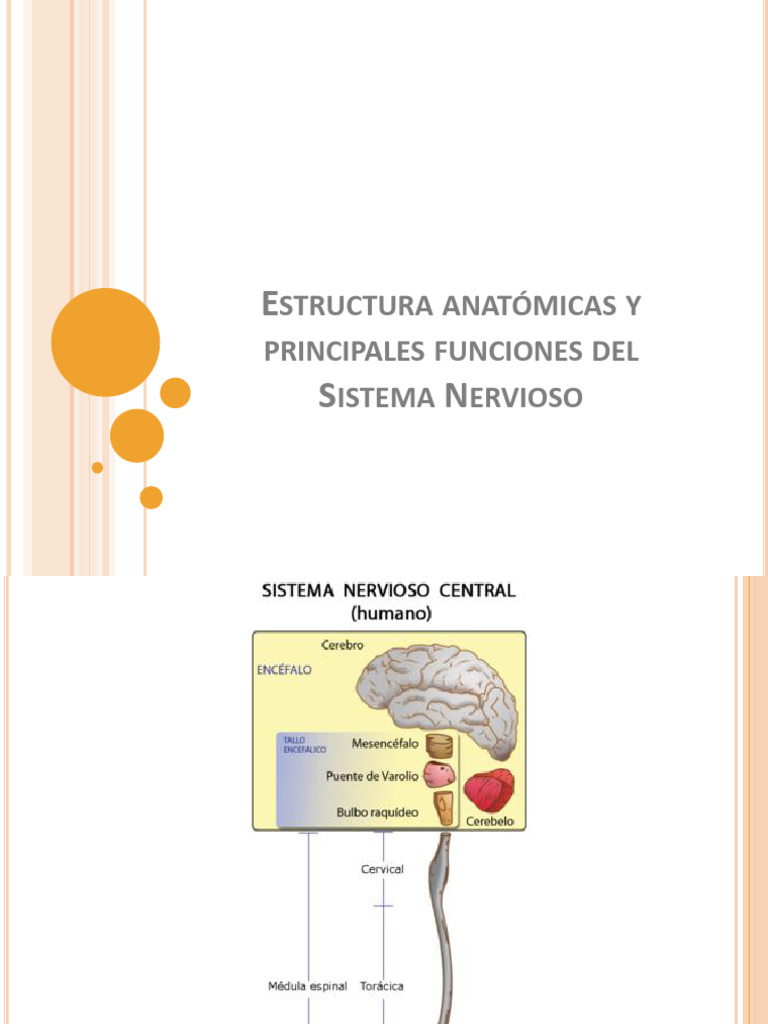 Funciones y Estructura del Sistema Nervioso | PDF