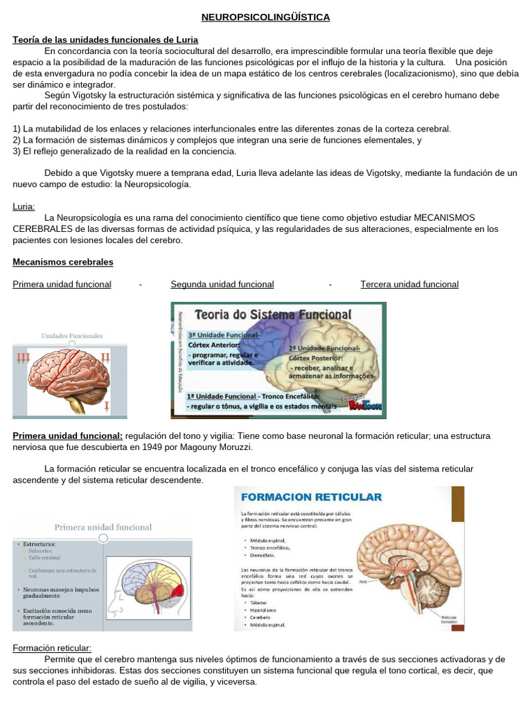Neuropsicología: Unidades Funcionales de Luria | PDF | Cerebro ...