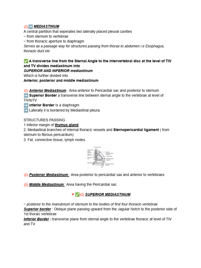 Mediastinum Anatomy Overview | PDF | Aorta | Common Carotid Artery