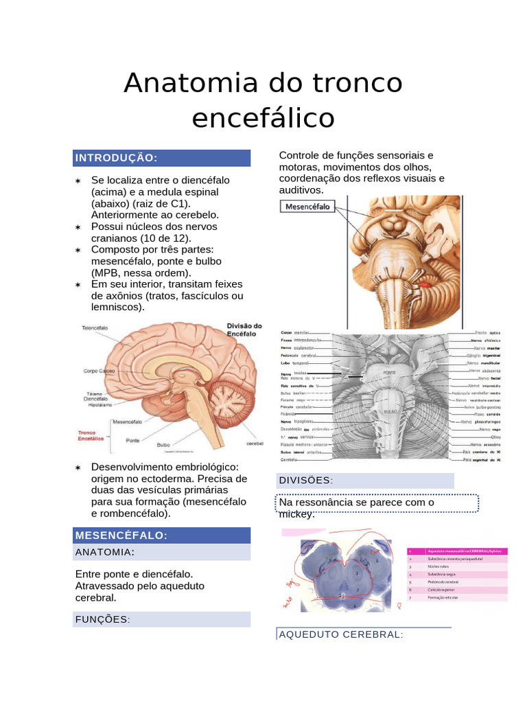 Anatomia do Tronco Encefálico | PDF | Medula espinhal | Cerebelo