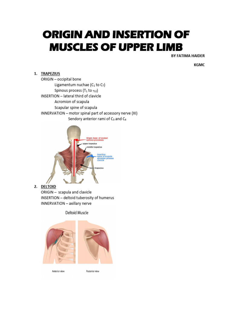 Origin and Insertion of Muscles - 0 | PDF | Thumb | Hand