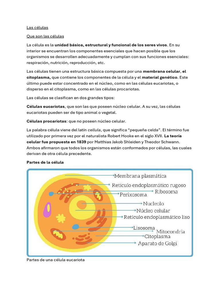 Estructura y funciones de las células | PDF | Biología Celular ...
