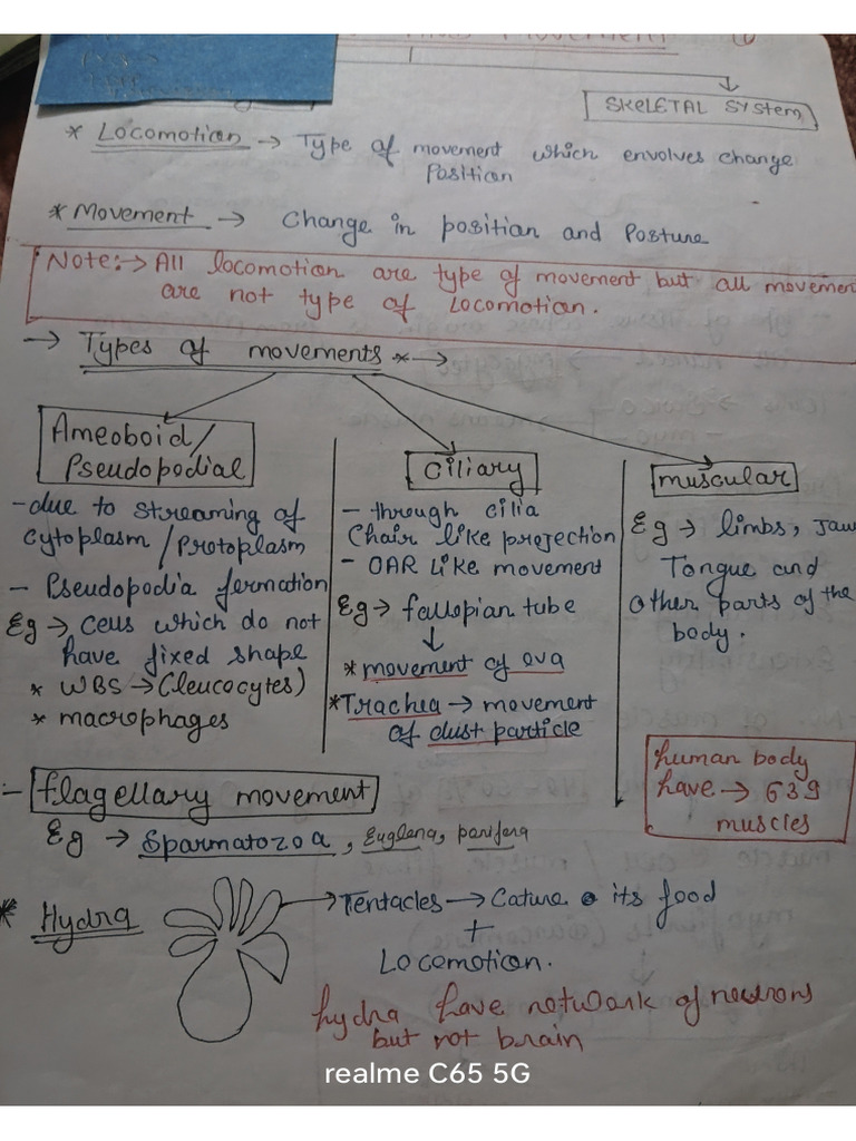 Locomotion Muscle Part 1 | PDF