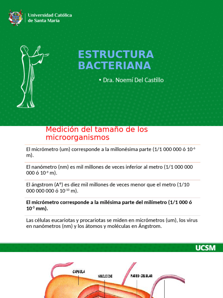 Estructura y Funciones de Bacterias | PDF | Las bacterias | Gene