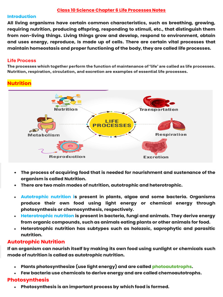 Class 10 Life Process | PDF | Respiratory System | Digestion