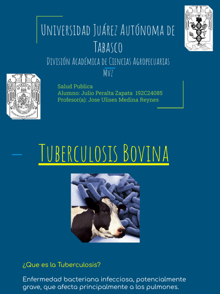 Tuberculosis | PDF | Tuberculosis | Vacas