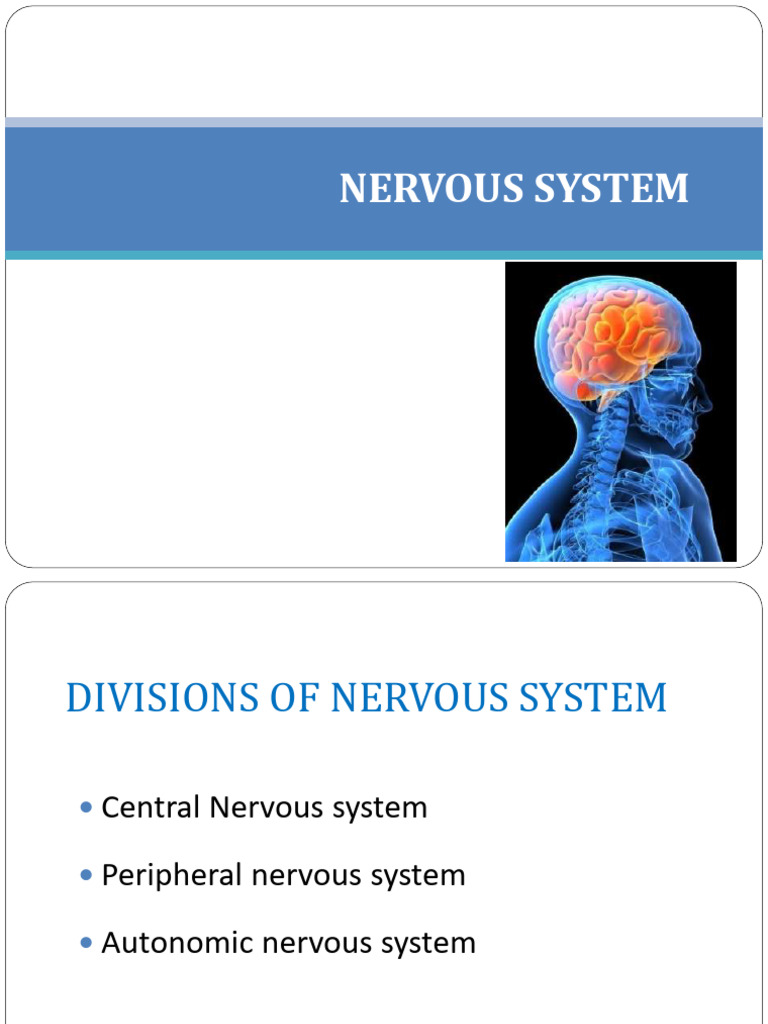 Overview of the Nervous System | PDF | Axon | Neuron
