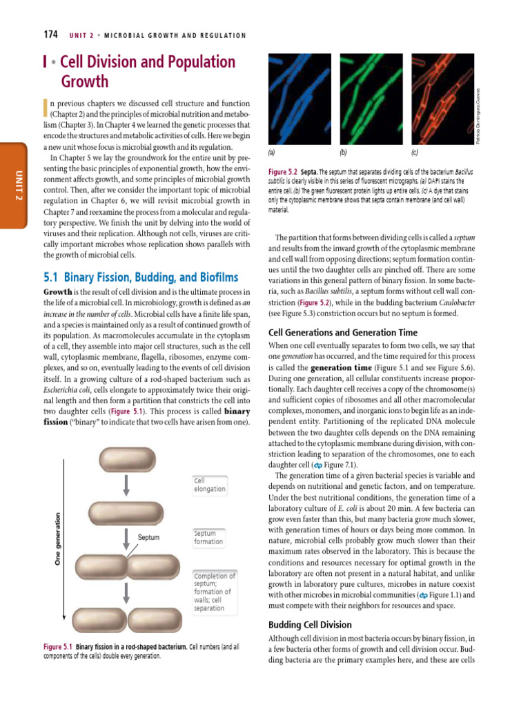 Microbial Growth and Cell Division | PDF | Bacteria | Biofilm