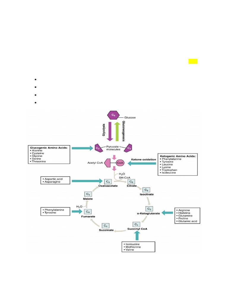 Metabolism of Proteins Amino Acids | PDF | Transaminase | Metabolism