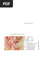 Anatomie de l'urètre masculin détaillée | PDF | Prostate | Urologie