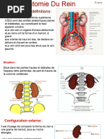 Anatomie du Rein et Voies Urinaires | PDF | Rein | Abdomen