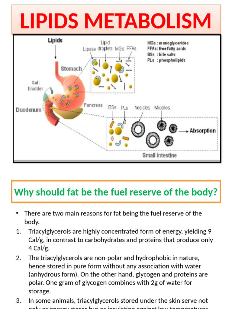 Understanding Lipid Metabolism and Fatty Acid Oxidation | PDF ...