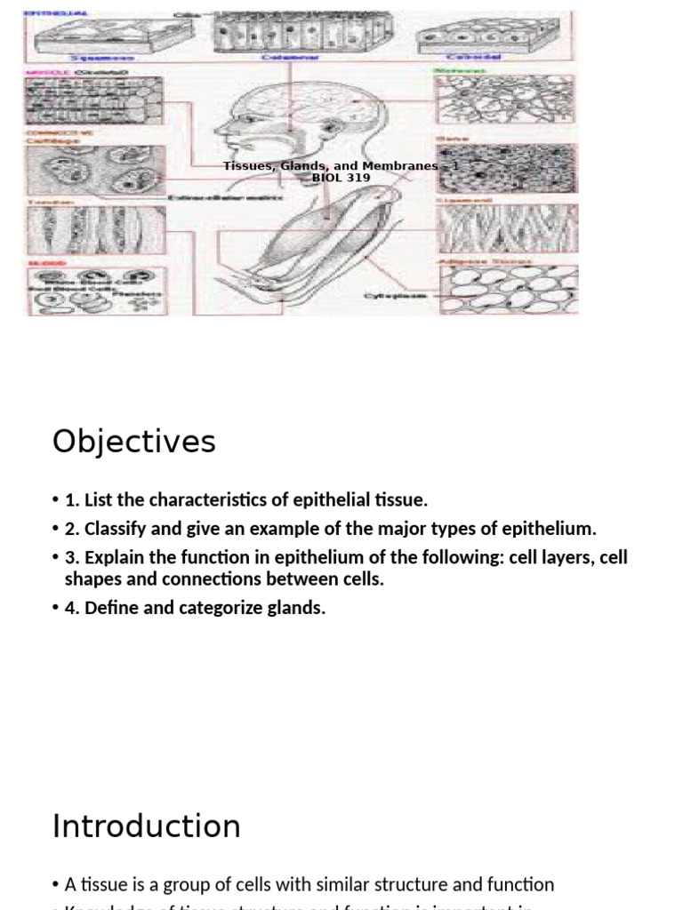 Tissues, Glands, and Membranes - 1 Biol 319 | PDF | Epithelium | Tissue ...