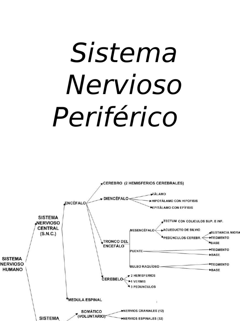 Sistema Nervioso Periferico | PDF | Nervio vago | Sistema nervioso autónomo