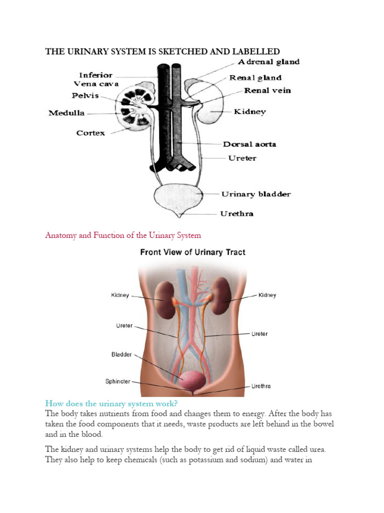 The Urinary System Is Sketched and Labelled | PDF | Urinary ...
