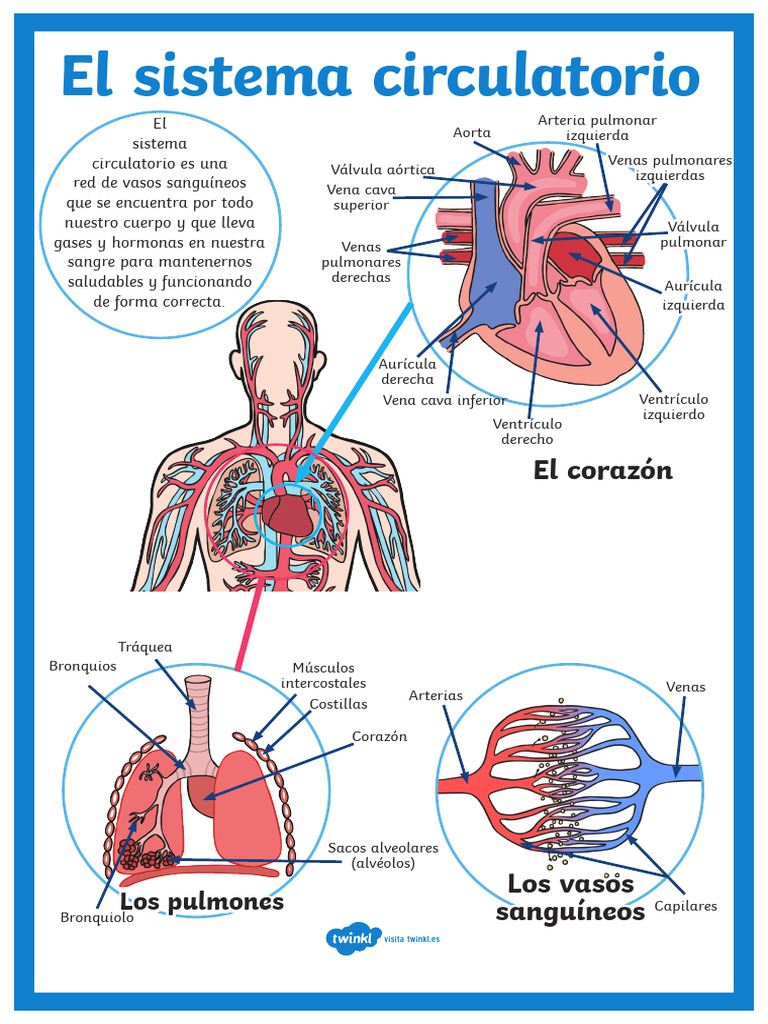 Sistema Circulatorio para Niños | PDF