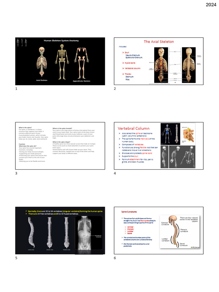 Vertebral Column Anatomy Overview | PDF | Vertebra | Vertebral Column