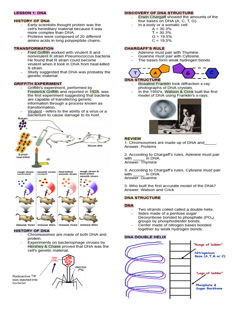 DNA Structure and Replication Overview | PDF | Translation (Biology) | Dna
