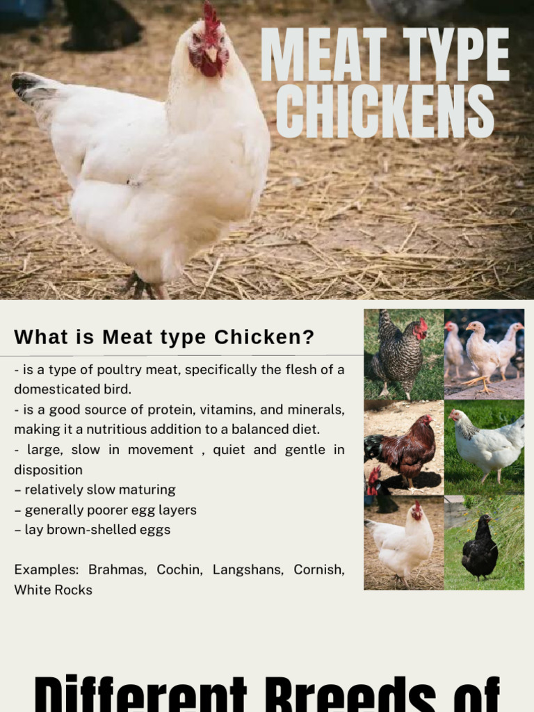 Meat Chicken Breeds Guide | PDF | Broiler | Chicken