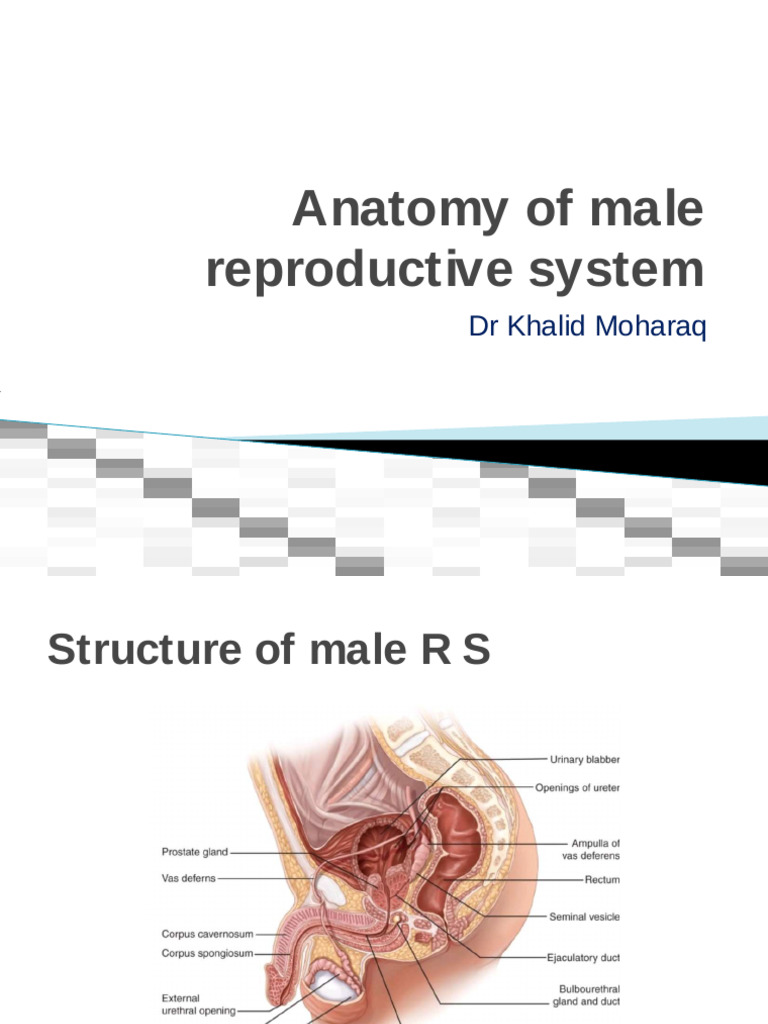 Anatomy of Male Reproductive System - Compressed | PDF | Testicle ...