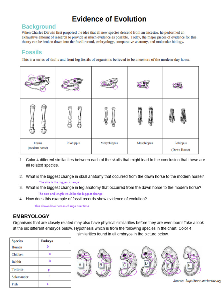Kami Export - Addison Hackel - Copy of Evidence of Evolution Packet ...