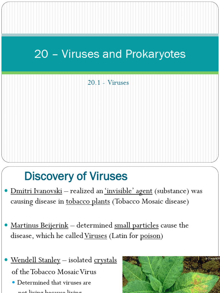 Virology Basics for Students | PDF | Virus | Influenza