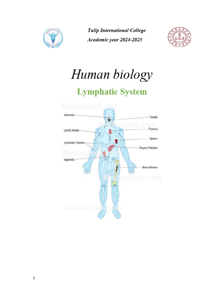 Overview of the Lymphatic System | PDF | Lymphatic System | Lymph