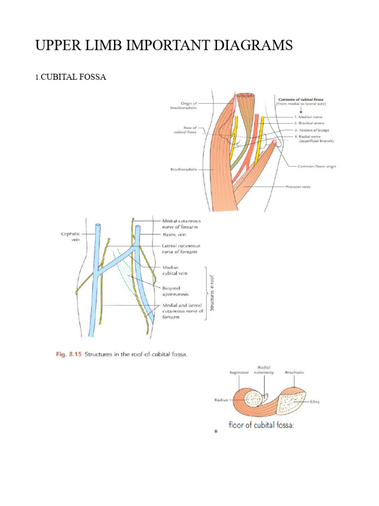 Upper Limb Anatomy Diagrams | PDF