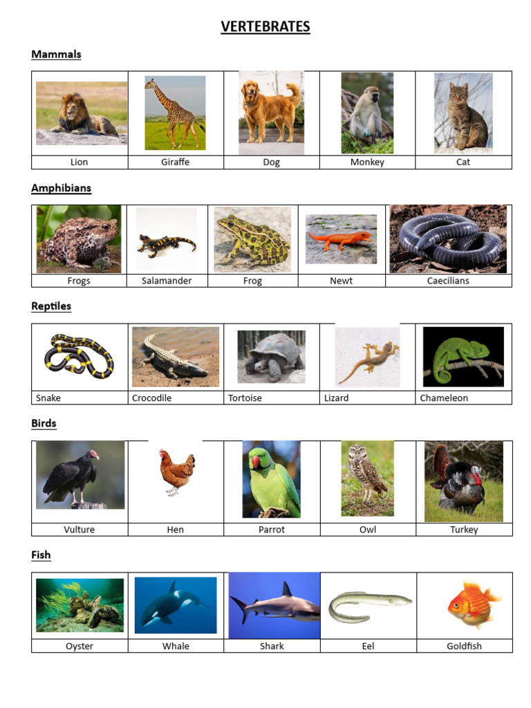VERTEBRATES | PDF