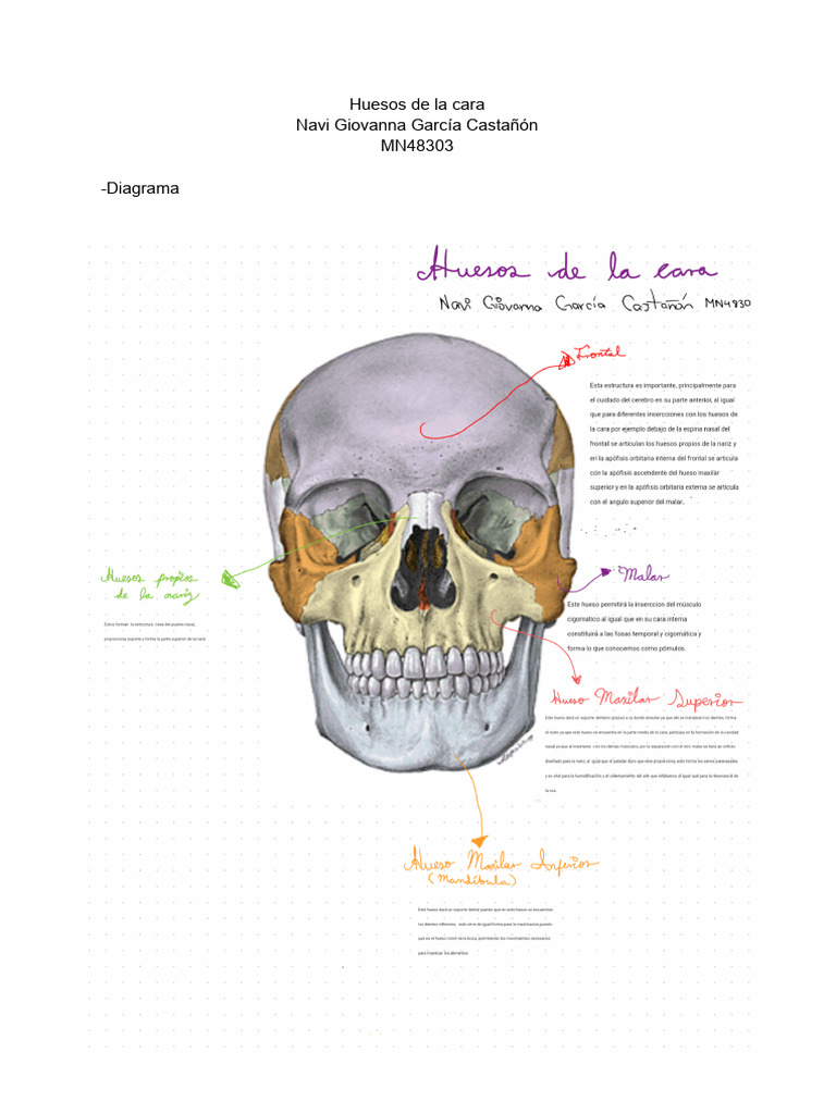 huesos-de-la-cara-pdf