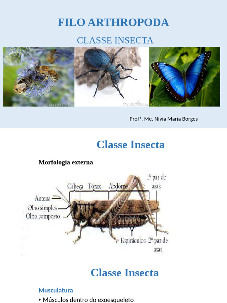 Anatomia e Funções da Classe Insecta | PDF