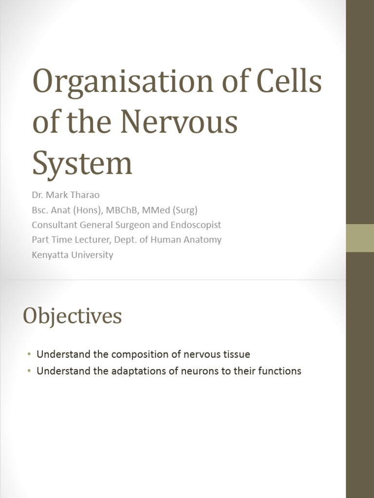 Nervous System Cell Organization Guide | PDF | Neuron | Axon