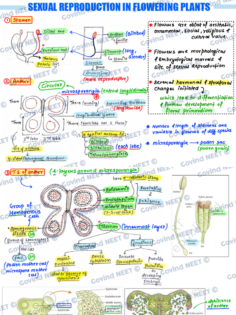 Sexual Reproduction in Flowering Plants | PDF