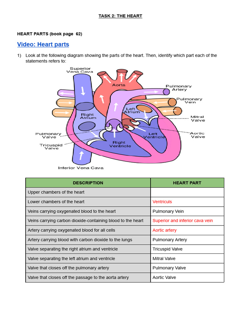 Heart Anatomy and Functions Explained | PDF