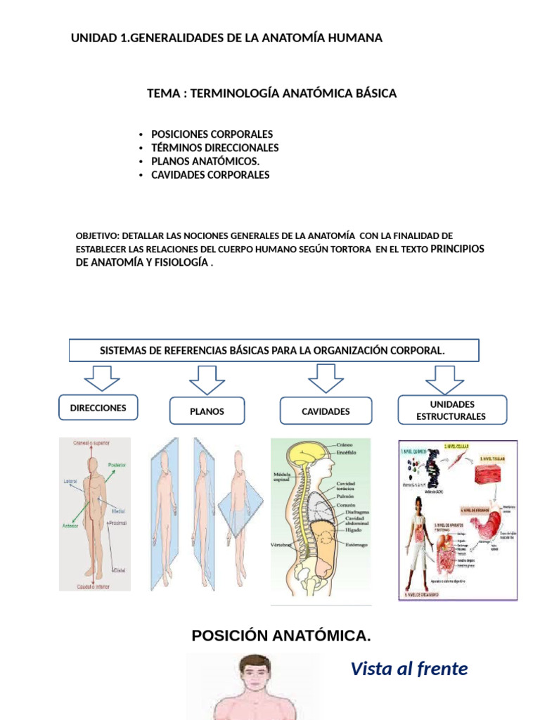 #3 Topografia Del Cuerpo Humano | PDF | Términos anatómicos de ...