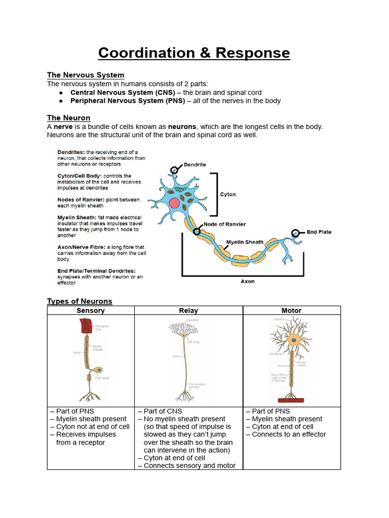 Overview of Human Nervous System Functions | PDF | Chemical Synapse ...
