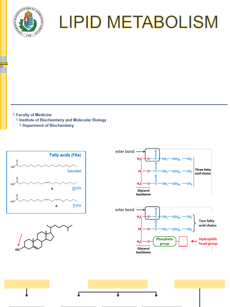 2023.04.20 - Lipid Metabolism 1of3 | PDF | Fatty Acid | Lipid
