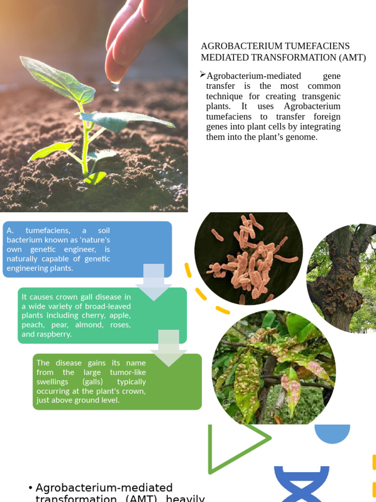 Agrobacterium-Mediated Gene Transfer in Plants | PDF | Genetically ...