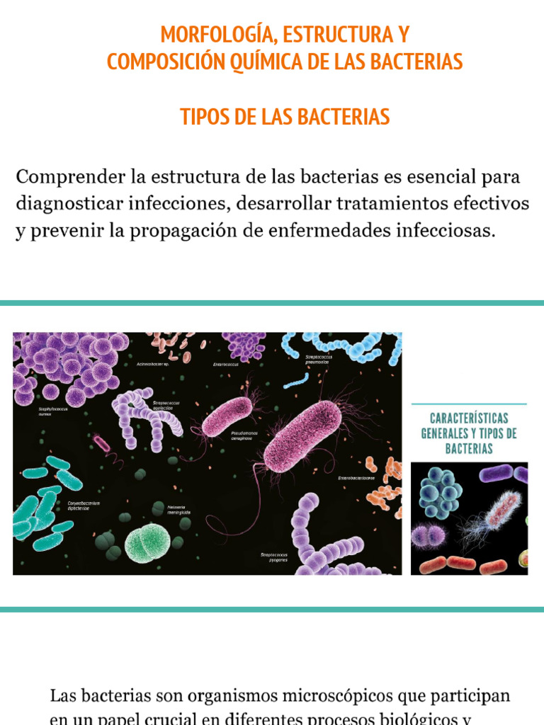 1.2 Estructura y Clasificacion de Las Bacterias | PDF