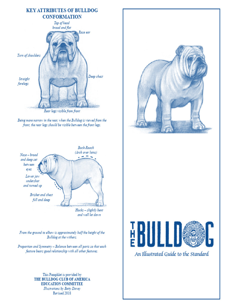 Bulldog Conformation Illustrated Guide | PDF | Bulldog | Foot