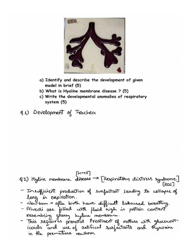 91) Development of Trachea | PDF