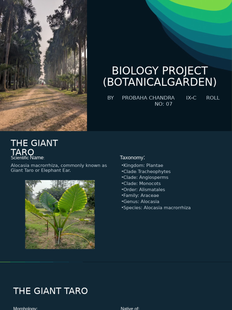 Biology-Project Botanical-Garden | PDF | Basil | Plants
