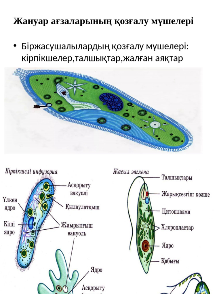 Порно кончил сперму в жопу