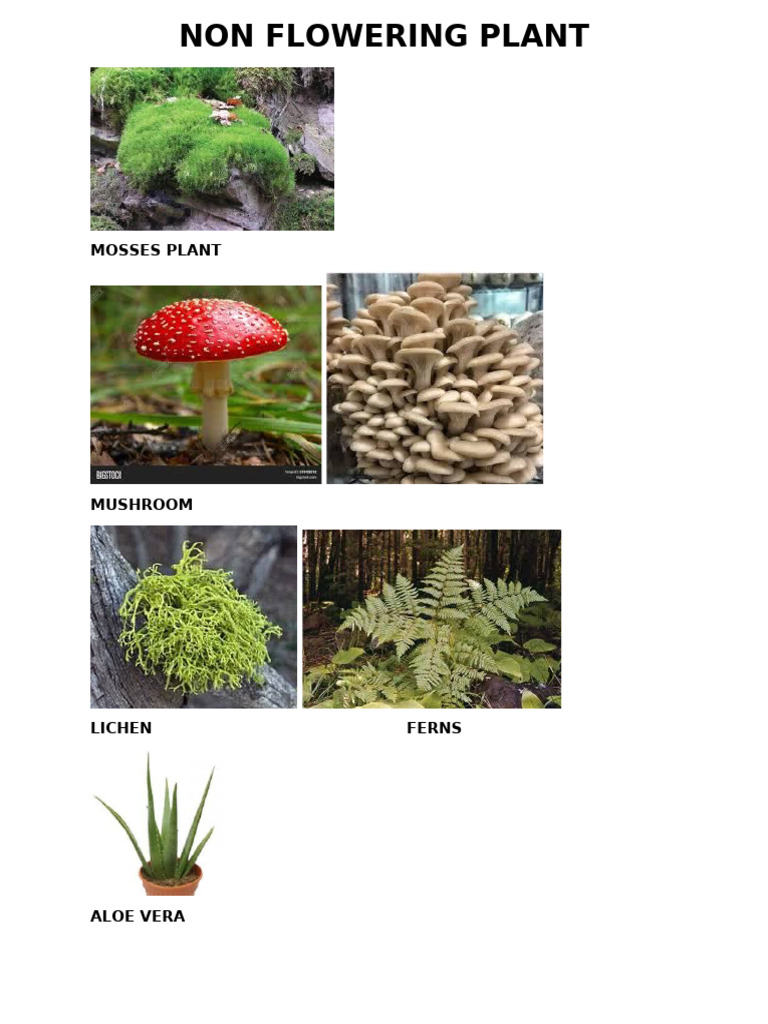 grow your plant kit Wild Plant Parent Kit