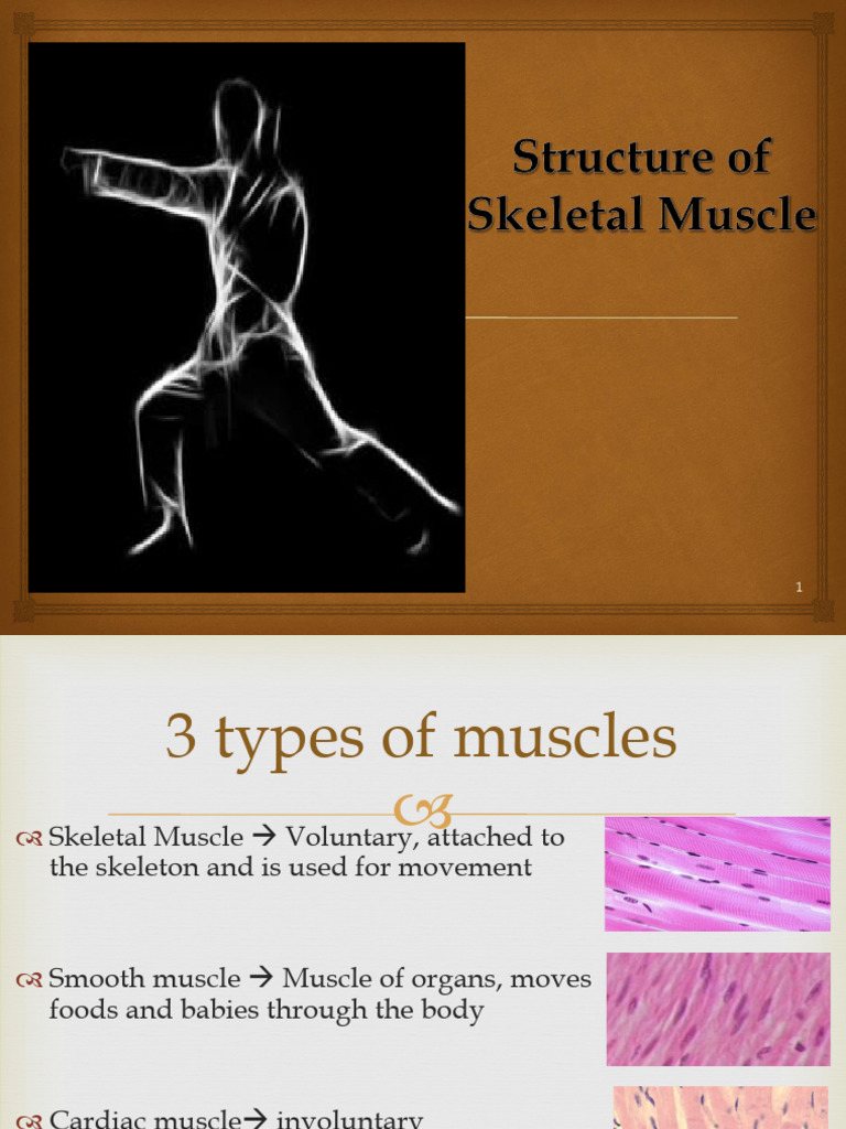 Structure of Skeletal Muscle | PDF | Skeletal Muscle | Actin