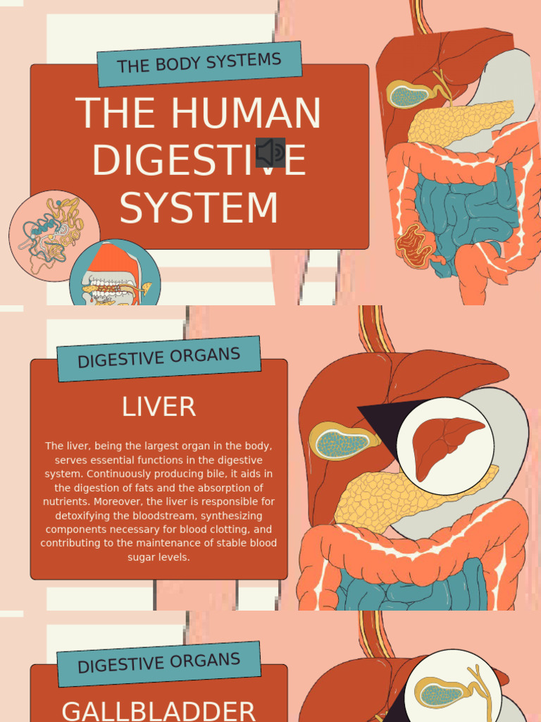 The Digestive System | PDF