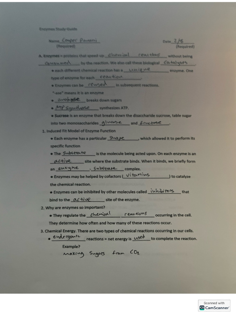 Enzymesnotes | PDF