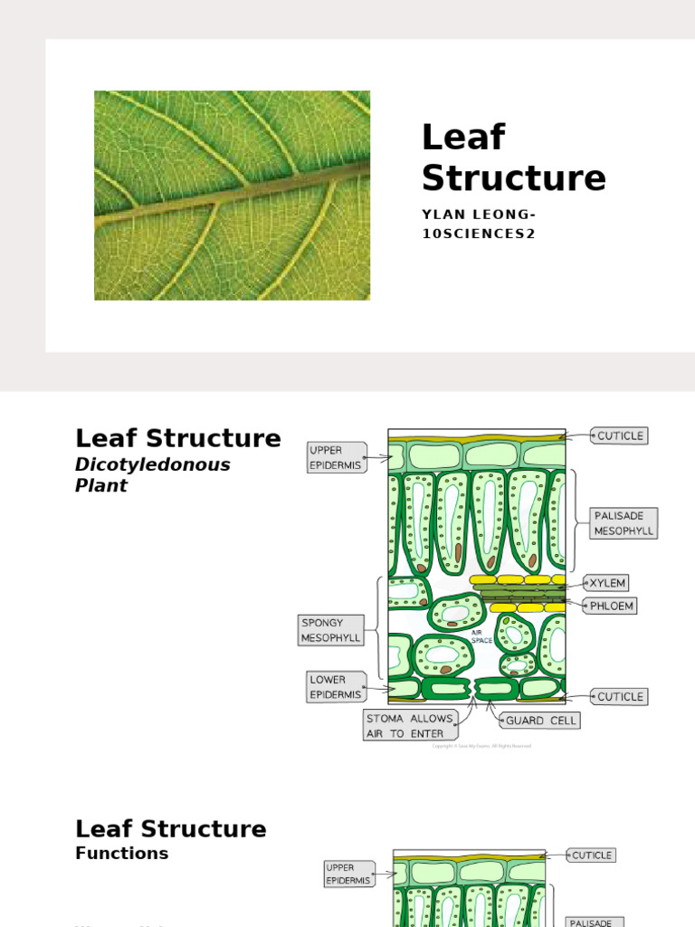 Bio Presentation - PLANT NUTRITION (Leaf Structure) | PDF